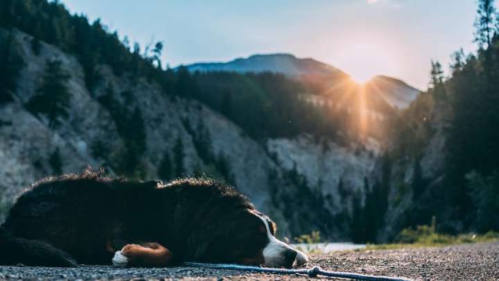 Your family and your dog can enjoy a short adventure in Golden BC
