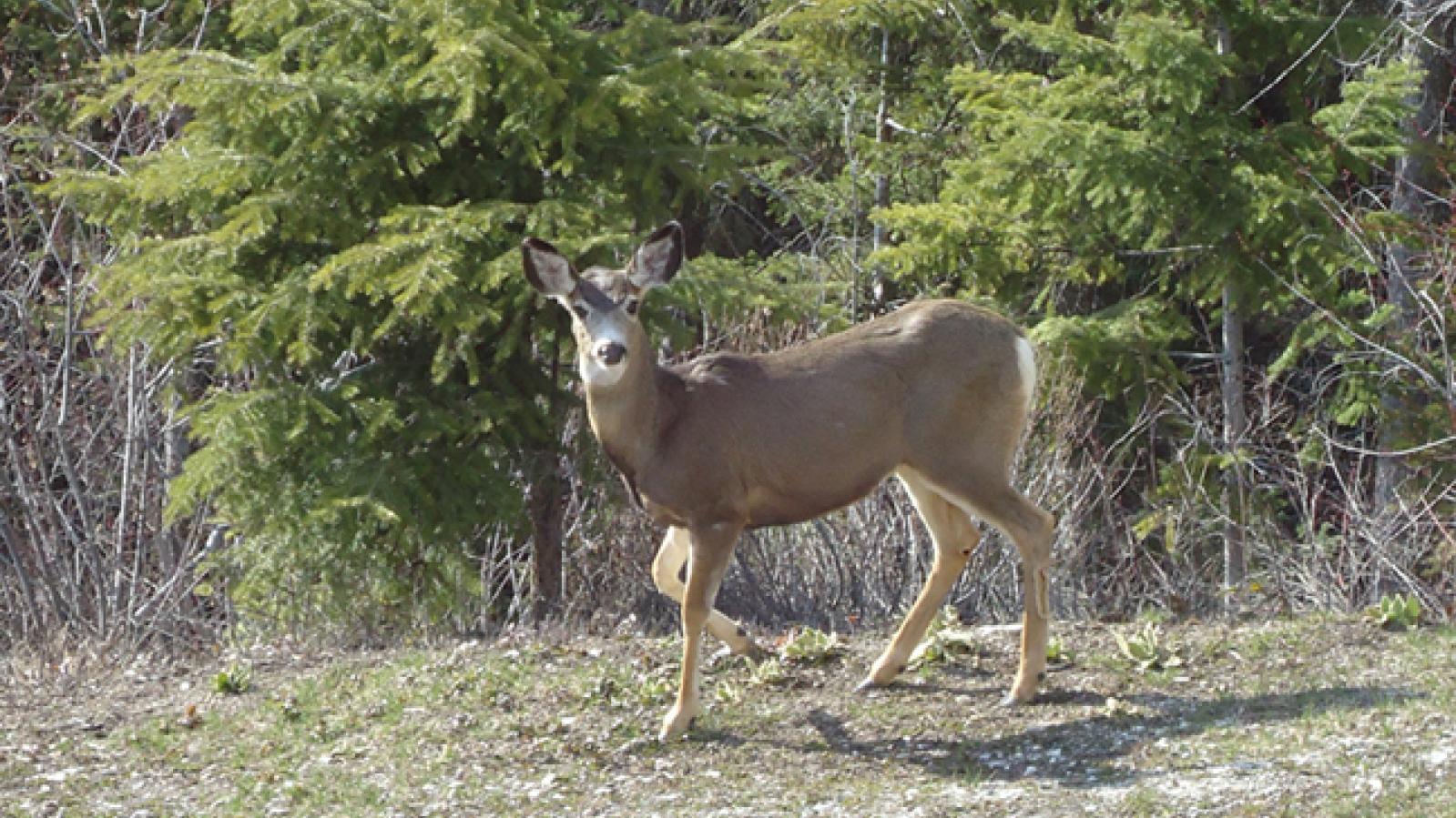 Deer on the property