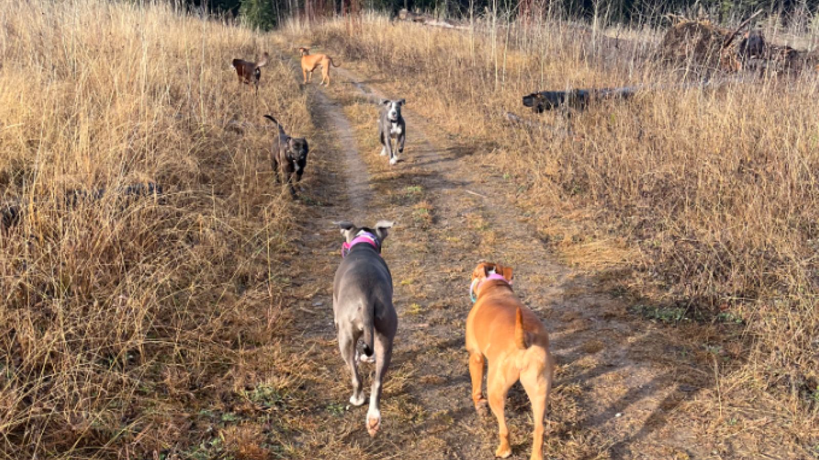 Off-leash dogs on a trail